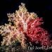 coral_soft_ni_h_0705_png1613.jpg